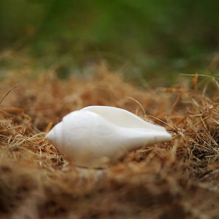 Tranquil Sound Shankh