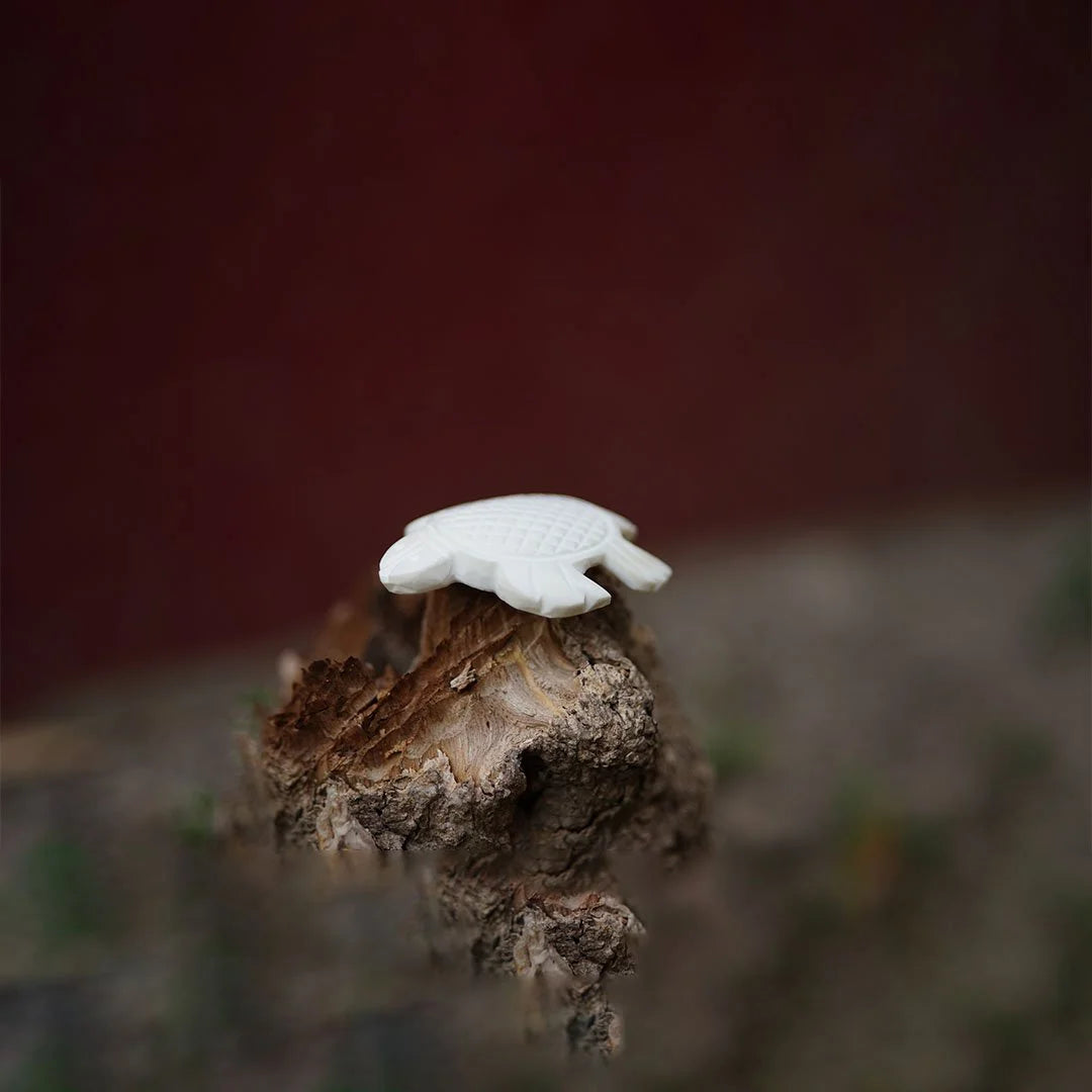 Kurma Shankh